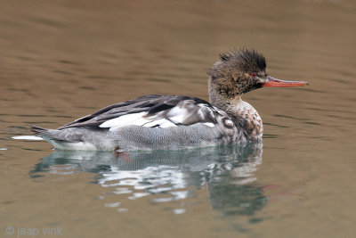 Red-breasted Merganser - Middelste Zaagbek - Mergus serrator