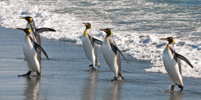 King Penguin - Koningspingun - Aptenodytes patagonicus