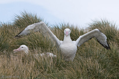 Wandering Albatross - Grote Albatros - Diomedea exulans