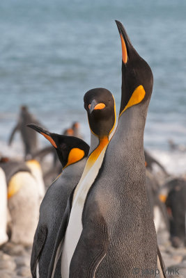 King Penguin - Koningspingun - Aptenodytes patagonicus