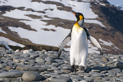 King Penguin - Koningspingun - Aptenodytes patagonicus