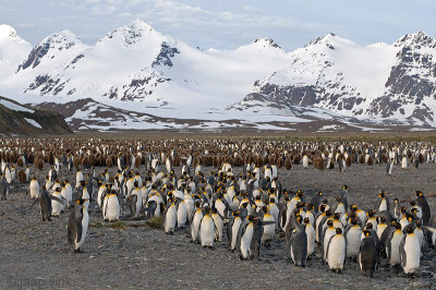 King Penguin - Koningspingun - Aptenodytes patagonicus