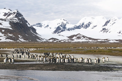 King Penguin - Koningspingun - Aptenodytes patagonicus