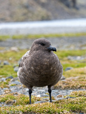 Brown Skua - Bruine Jager - Stercorarius lonnbergi