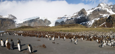 King Penguin - Koningspingun - Aptenodytes patagonicus