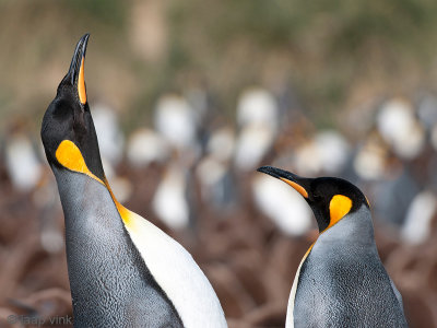 King Penguin - Koningspingun - Aptenodytes patagonicus