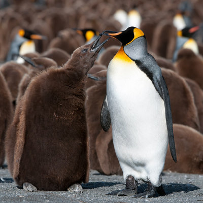 King Penguin - Koningspingun - Aptenodytes patagonicus