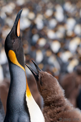 King Penguin - Koningspingun - Aptenodytes patagonicus