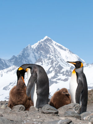 King Penguin - Koningspingun - Aptenodytes patagonicus