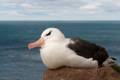 Black-browed Albatross - Wenkbrauwalbatros - Thalassarche melanophrisl