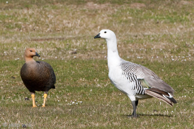 Upland Goose - Magelhaengans - Chloephaga picta