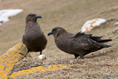 Falkland Skua - Subantarctische Grote Jager - Catharacta antarctica