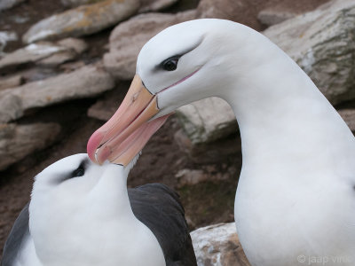 Black-browed Albatross - Wenkbrauwalbatros - Thalassarche melanophris