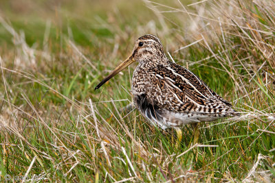 Magellanic Snipe - Zuid-Amerikaanse Snip - Gallinago paraguaiae