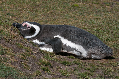 Magellanic Penguin - Magelhaenpingun - Spheniscus magellanicus