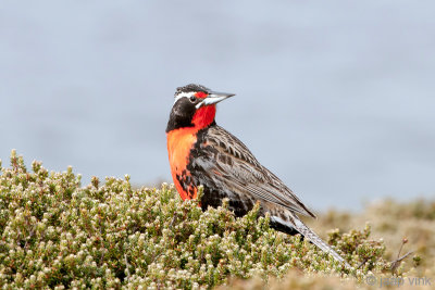 Long-tailed Meadowlark- Grote Weidespreeuw - Sturnella loyca