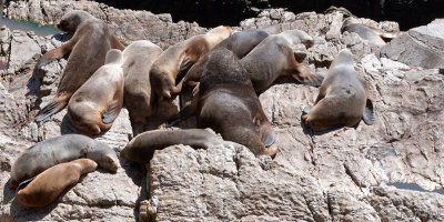 South American Sea Lion - Manenrob - Otaria flavescens