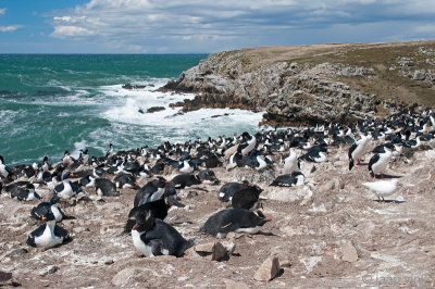 Rockhopper - Geelkuifpingun - Eudyptes chrysocome