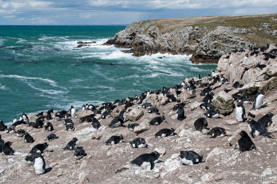 Rockhopper - Geelkuifpingun - Eudyptes chrysocome