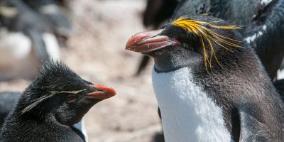 Two Penguin species - Twee pinguïnsoorten
