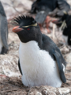 Rockhopper - Geelkuifpingun - Eudyptes chrysocome