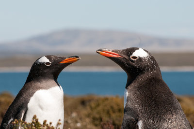 Gentoo Penguin - Ezelspinguïn - Pygoscelis papua