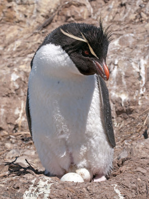 Rockhopper - Geelkuifpingun - Eudyptes chrysocome