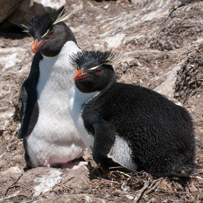 Rockhopper - Geelkuifpingun - Eudyptes chrysocome