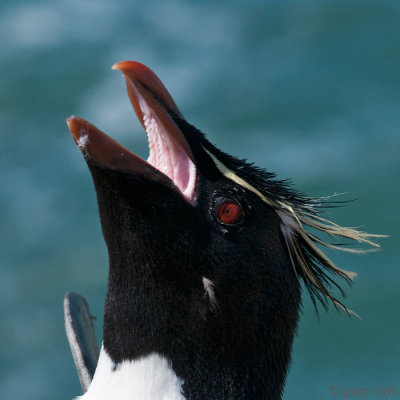 Rockhopper - Geelkuifpingun - Eudyptes chrysocome