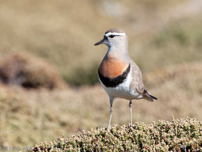 Rufous-chested Dotterel - Patagonische Plevier - Charadrius modestus