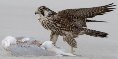 Peregrine - Slechtvalk - Falco peregrinus