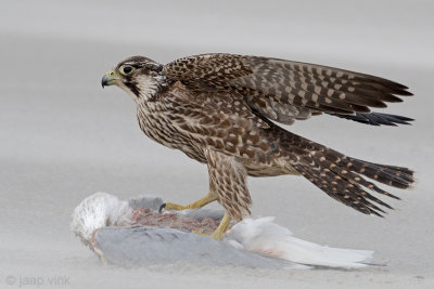 Peregrine - Slechtvalk - Falco peregrinus