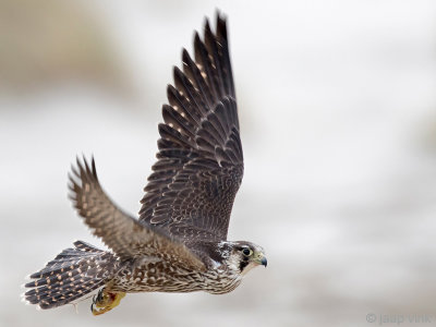 Peregrine - Slechtvalk - Falco peregrinus