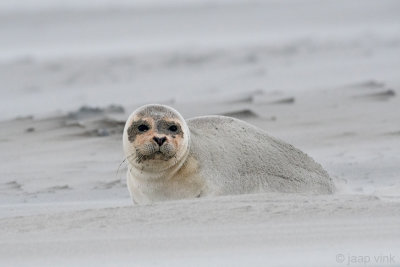 Harbour Seal - Gewone Zeehond - Phoca vitulina