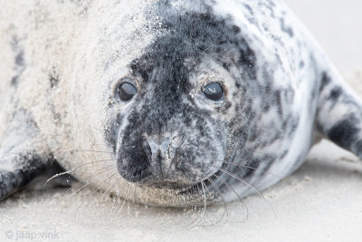 Grey Seal - Grijze Zeehond - Halichoerus grypus