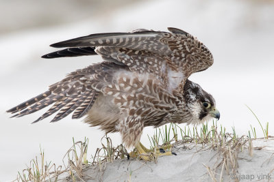 Peregrine - Slechtvalk - Falco peregrinus