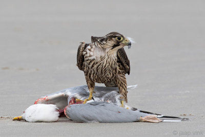 Peregrine - Slechtvalk - Falco peregrinus