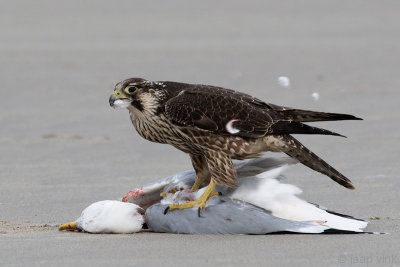 Peregrine - Slechtvalk - Falco peregrinus