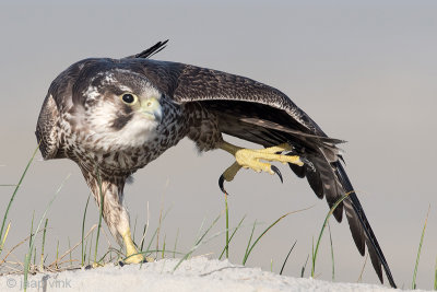 Peregrine - Slechtvalk - Falco peregrinus