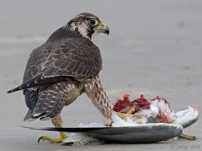 Peregrine - Slechtvalk - Falco peregrinus