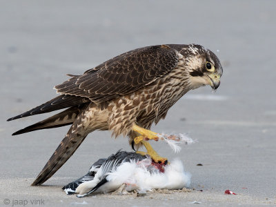 Peregrine - Slechtvalk - Falco peregrinus