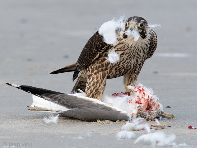 Peregrine - Slechtvalk - Falco peregrinus