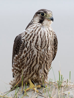 Peregrine - Slechtvalk - Falco peregrinus