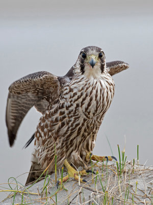 Peregrine - Slechtvalk - Falco peregrinus