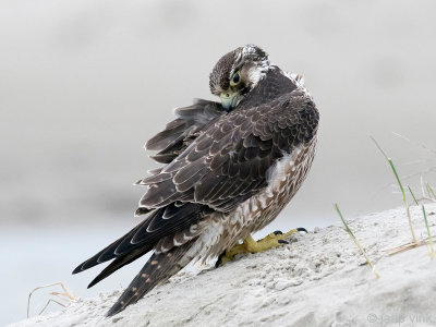 Peregrine - Slechtvalk - Falco peregrinus