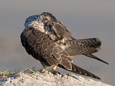 Peregrine - Slechtvalk - Falco peregrinus