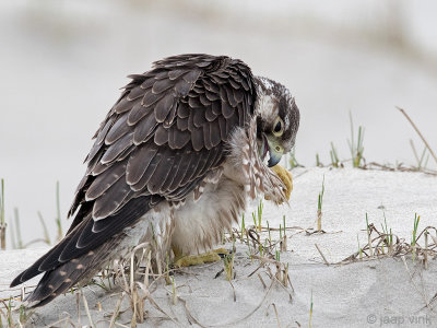 Peregrine - Slechtvalk - Falco peregrinus