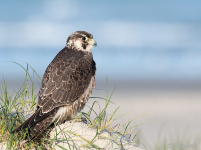 Peregrine - Slechtvalk - Falco peregrinus