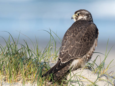 Peregrine - Slechtvalk - Falco peregrinus