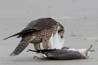 Peregrine - Slechtvalk - Falco peregrinus